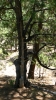PICTURES/Smith Ravine Trail/t_Tree Within Tree1.JPG